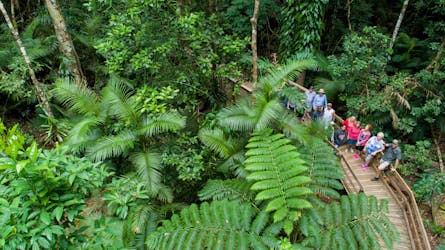 Тропический лес Дейнтри, мыс Скорби и небольшой групповой тур по Блумфилдскому треку